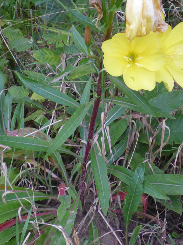 Oenothera glazioviana